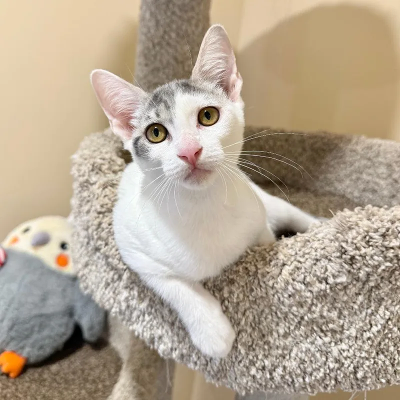 A baby small-sized female White Domestic Short Hair cat named Butterfly for adoption in Agoura Hills, CA