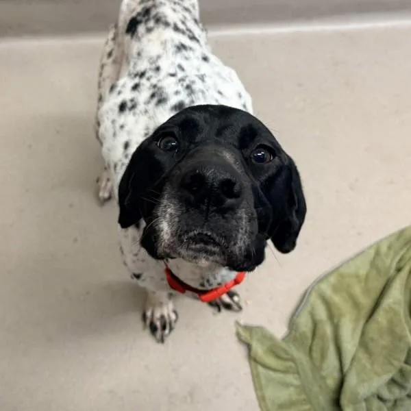 An adult large-sized female German Shorthaired Pointer dog named Gretel for adoption in El Cajon, CA