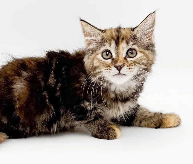 A baby small-sized female Tabby (Brown / Chocolate) Maine Coon cat named Tasha What a for adoption in Bedford Hills, NY