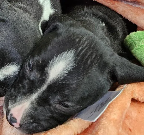 A baby small-sized male Mixed Breed dog named Gil for adoption in Mobile, AL