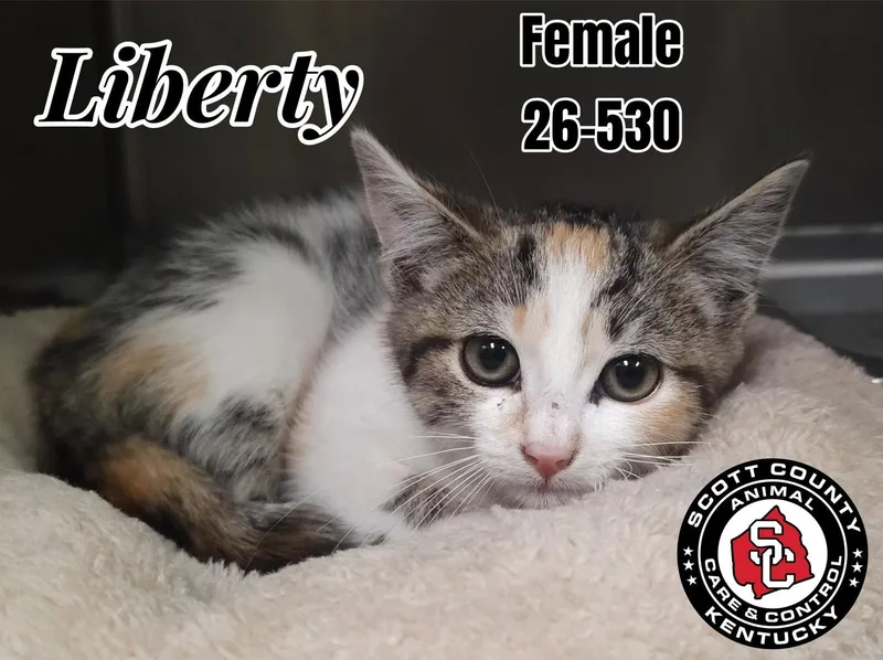 A baby small-sized female Domestic Short Hair cat named Liberty for adoption in Georgetown, KY