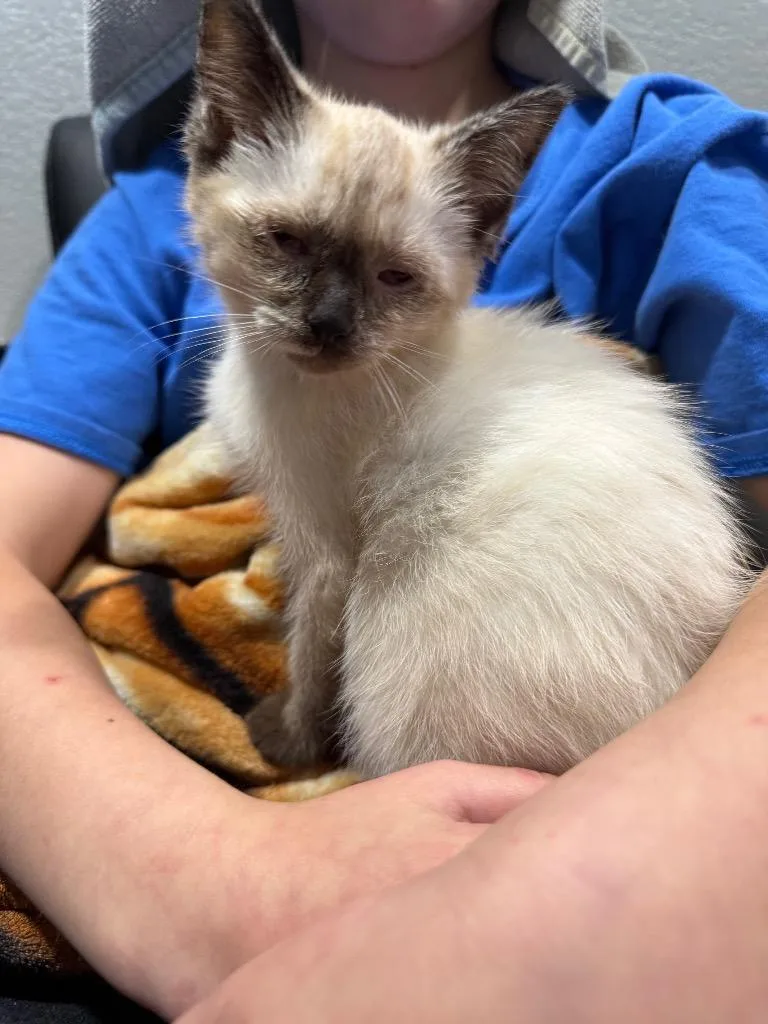 A baby small-sized female Siamese cat named Betty White for adoption in Syracuse, IN