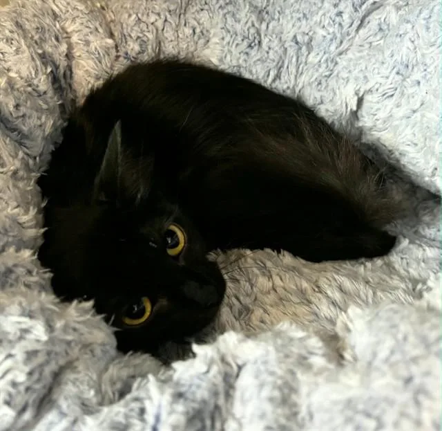 A young medium-sized female Domestic Short Hair cat named Mystic for adoption in Kalamazoo, MI