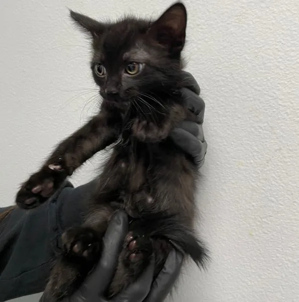A baby small-sized female Domestic Short Hair cat named Casper for adoption in Escondido, CA