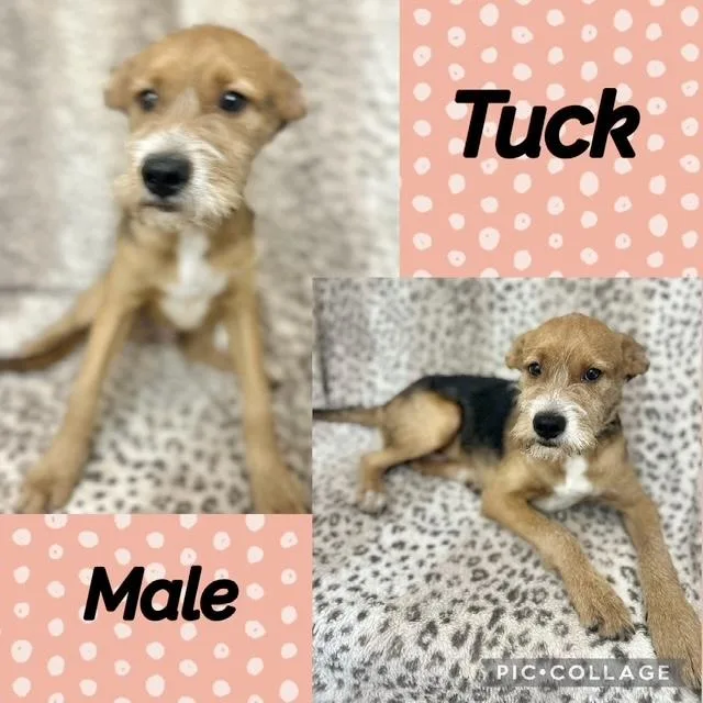 A baby medium-sized male Wirehaired Terrier dog named Tuck for adoption in Manchester, CT