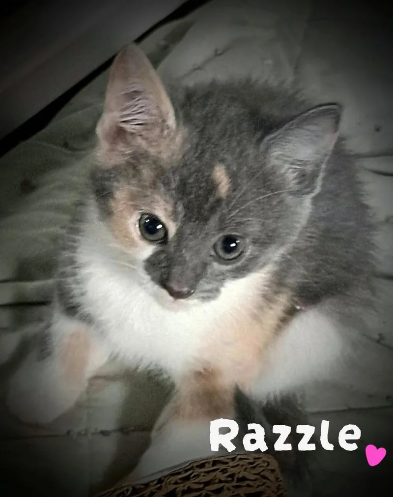 A baby medium-sized female Domestic Short Hair cat named Razzles Candy for adoption in Parkville, MD