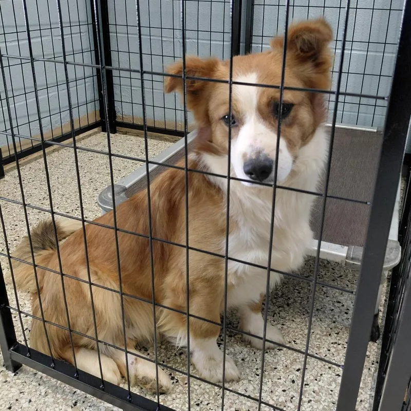 An adult medium-sized male Black Mixed Breed dog named Trey for adoption in LOXAHATCHEE, FL