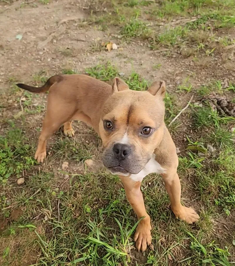 An adult medium-sized male Terrier dog named Munchi for adoption in Mineral, VA