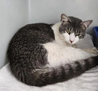 An adult small-sized male Domestic Short Hair cat named Gandalf for adoption in Cumming, GA