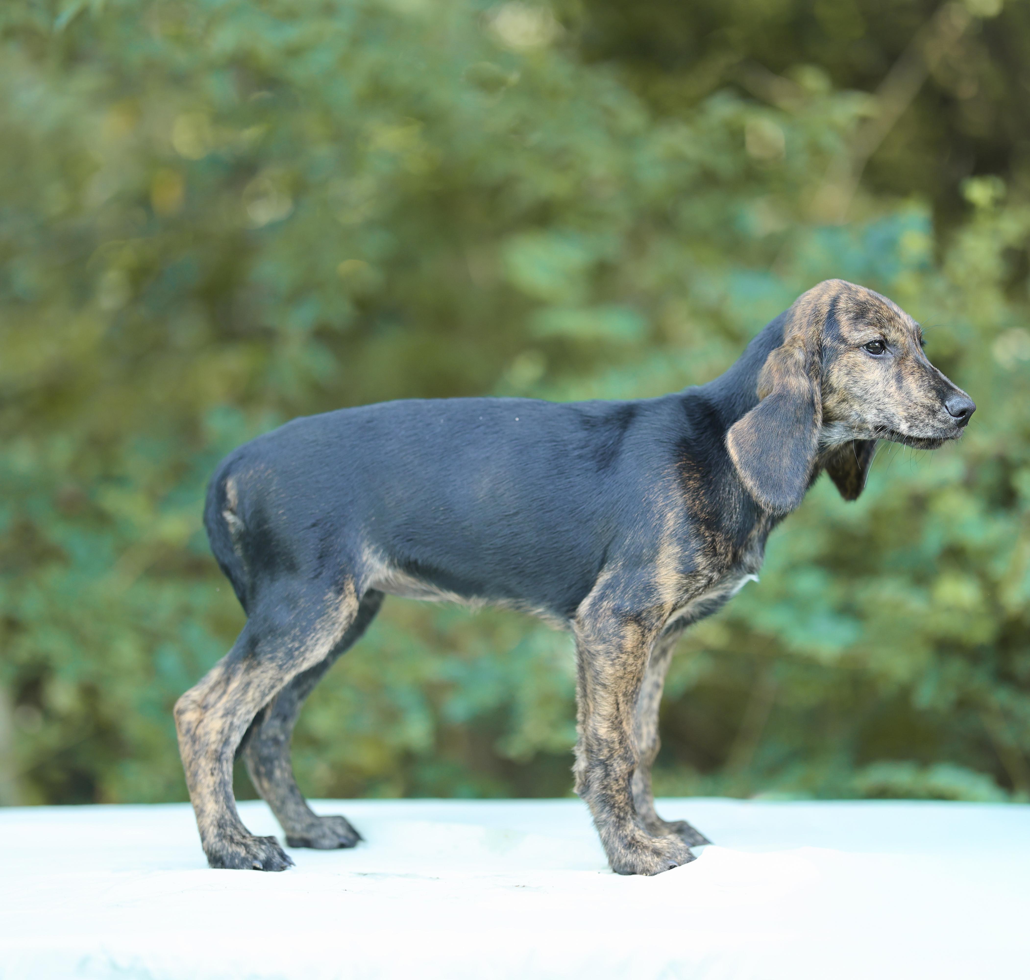 A baby medium-sized female Brindle Plott Hound dog named Bessie for adoption in Lucedale, MS