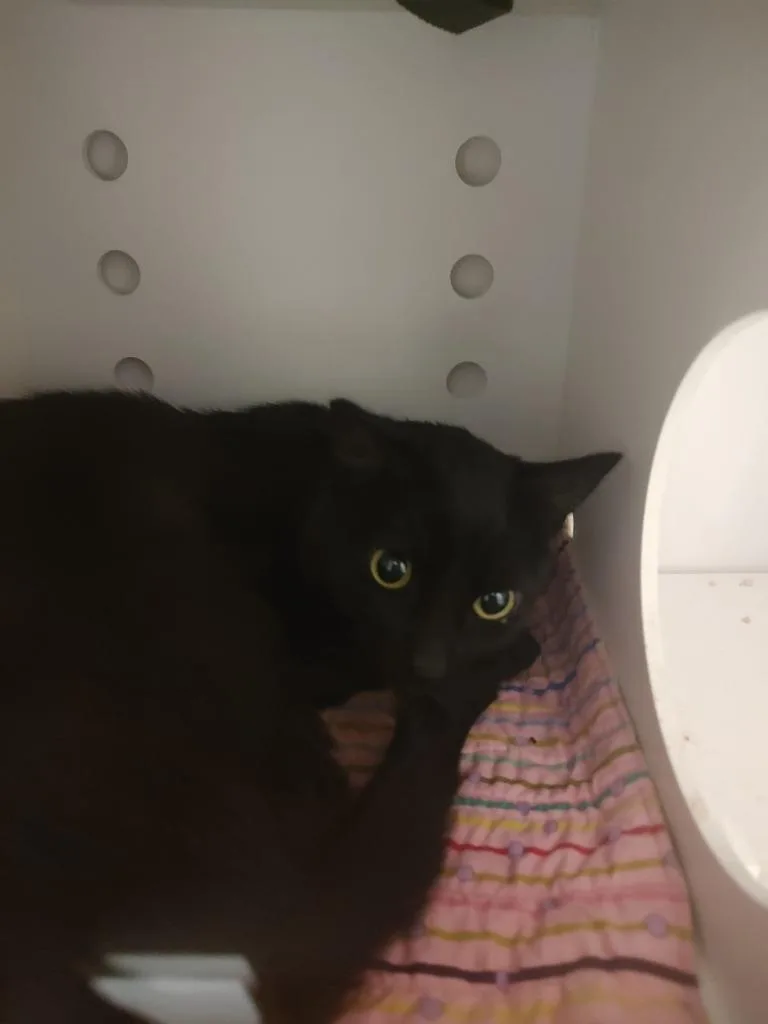A young large-sized male Domestic Short Hair cat named Chester for adoption in Quincy, CA