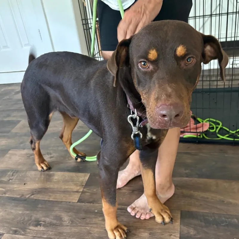 An adult large-sized male Brown / Chocolate Mixed Breed dog named Austin for adoption in League City, TX