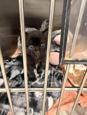 A baby small-sized male Domestic Short Hair cat named Cole for adoption in San Martin, CA