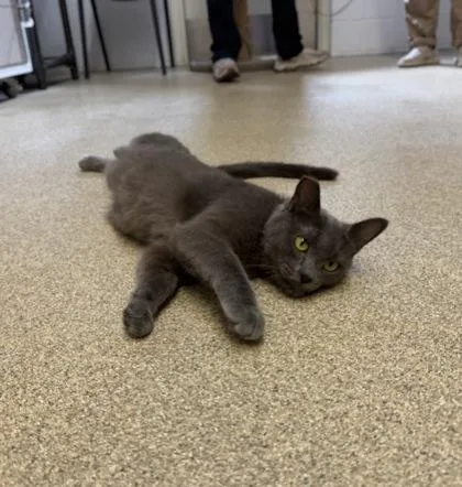 An adult medium-sized female Gray / Blue / Silver Domestic Short Hair cat named Tilly for adoption in Harbor Springs, MI