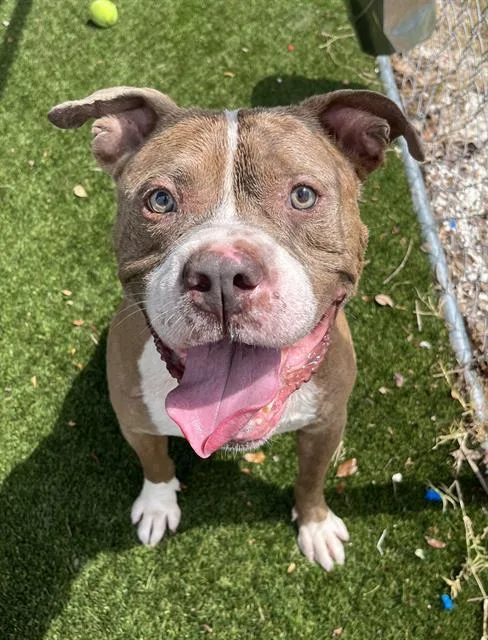 An adult extra large-sized male American Bulldog dog named Ortiz for adoption in Miami, FL