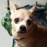 Chico