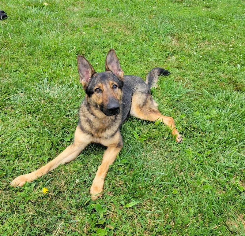 A young large-sized female Black German Shepherd Dog dog named Ingrid for adoption in Lisbon, OH