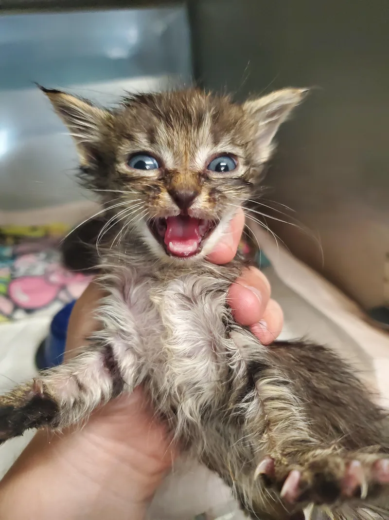 A baby small-sized male Domestic Long Hair cat named Petrie for adoption in Wasilla, AK