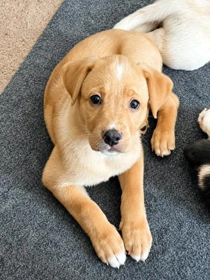 A baby medium-sized female Hound dog named Bubbly for adoption in Malvern, PA