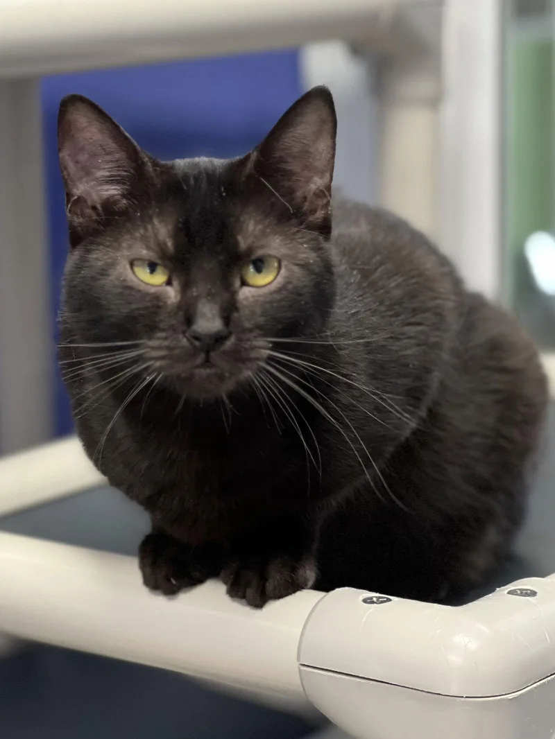 Charisma thumbnail 2