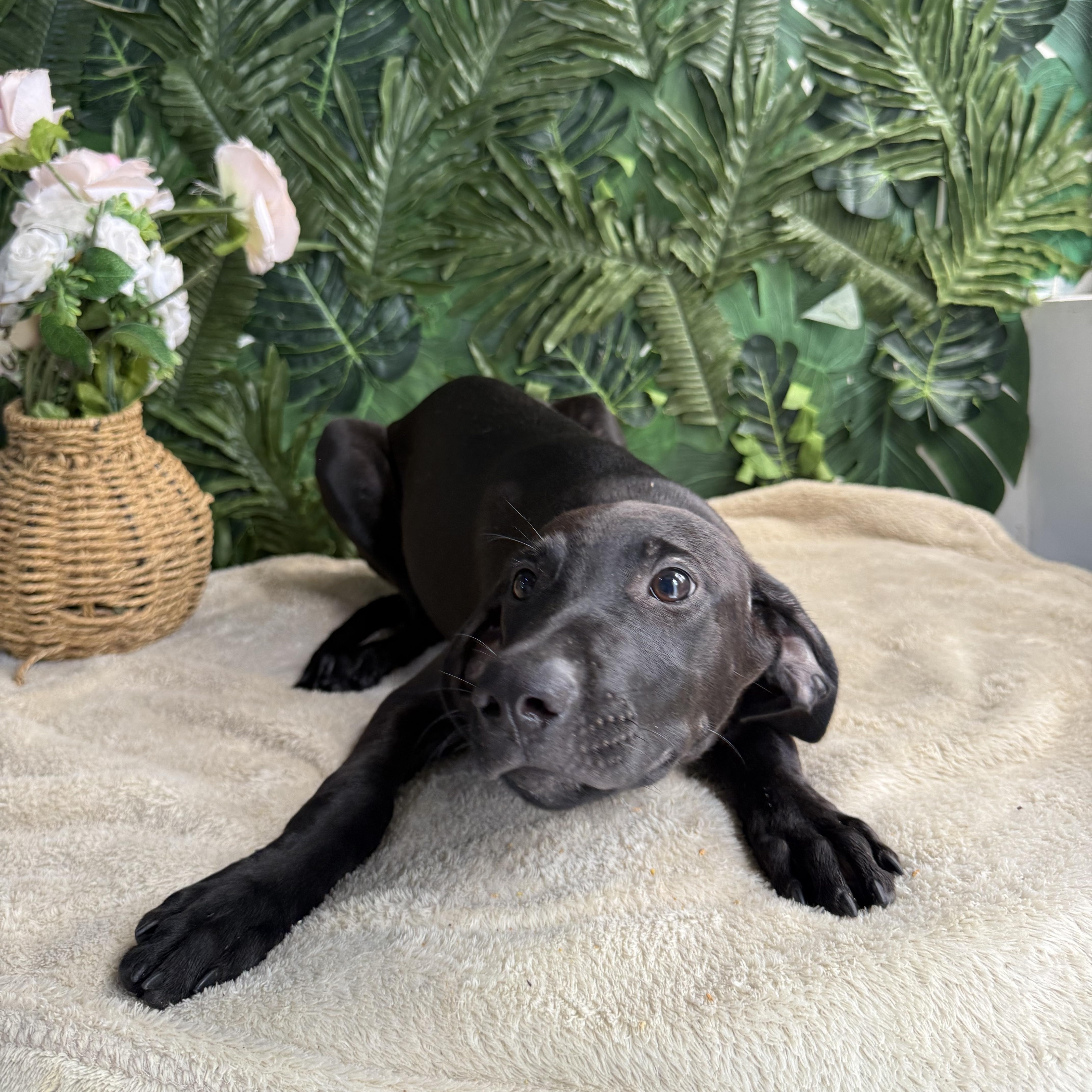 A baby medium-sized male Black Mixed Breed dog named Birnie for adoption in Richmond, VA