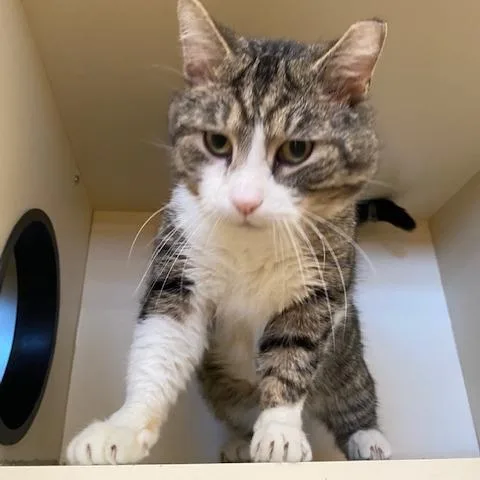 An adult large-sized male Brown / Chocolate Domestic Short Hair cat named Maximus for adoption in Dayton, OH