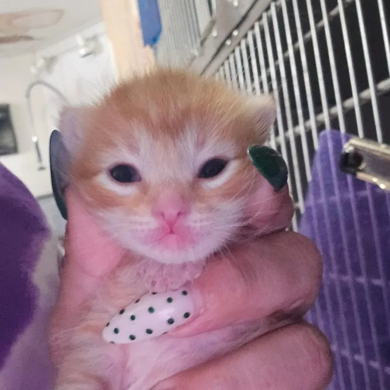 A baby small-sized female Orange / Red Domestic Short Hair cat named Rigatoni for adoption in Hanna City, IL