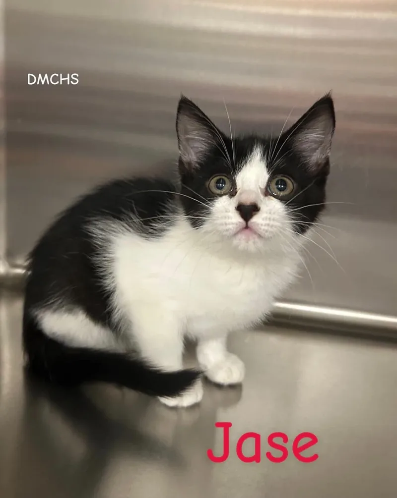 A baby small-sized male Domestic Short Hair cat named Jase for adoption in Burlington, IA