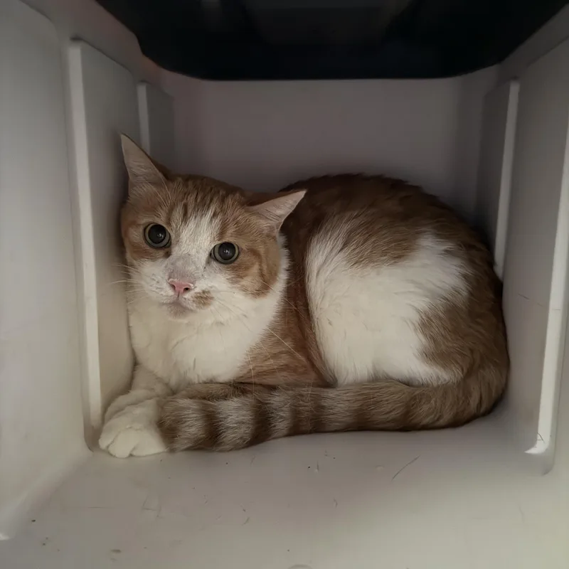 A senior medium-sized male Orange & White Domestic Short Hair cat named Sawyer for adoption in Marana, AZ