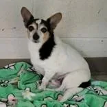 An adult small-sized male White / Cream Chihuahua dog named Mo for adoption in Portsmouth, OH