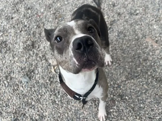 A young large-sized female Catahoula Leopard Dog dog named Moolinda for adoption in Mesa, AZ