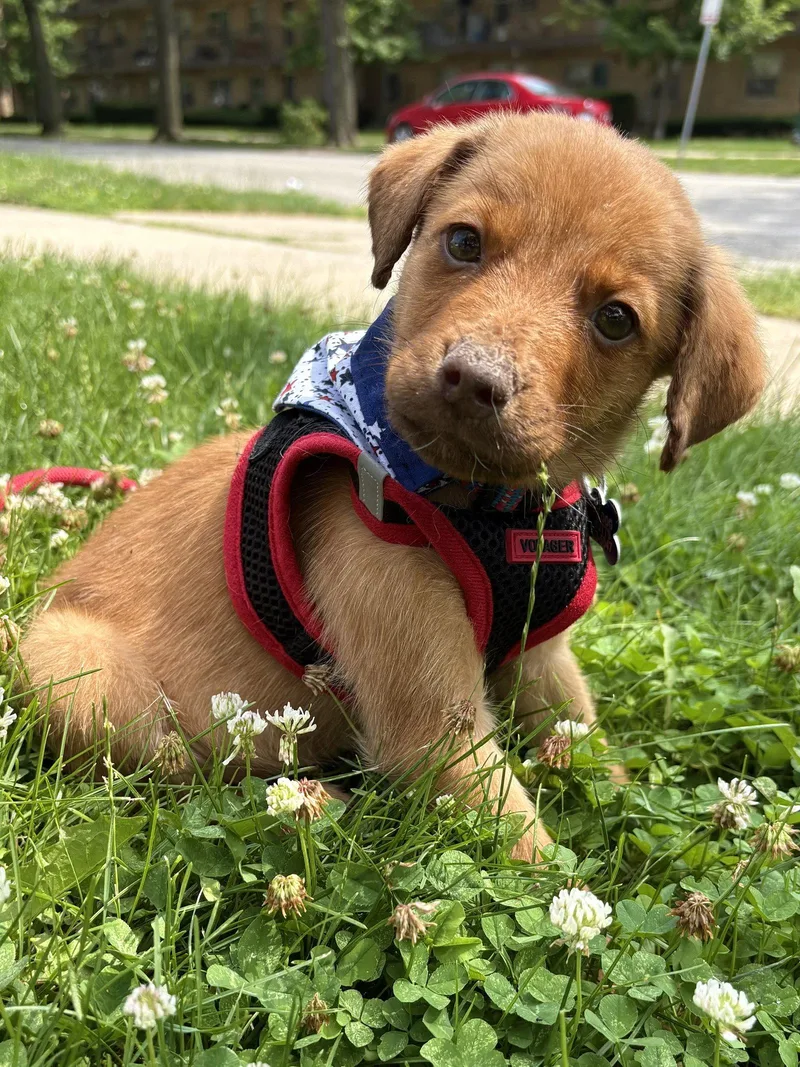 A baby medium-sized male Mixed Breed dog named Wes for adoption in Hillside, IL