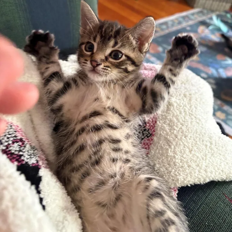 A baby small-sized male Gray / Blue / Silver Domestic Short Hair cat named Sheldon for adoption in Normal, IL