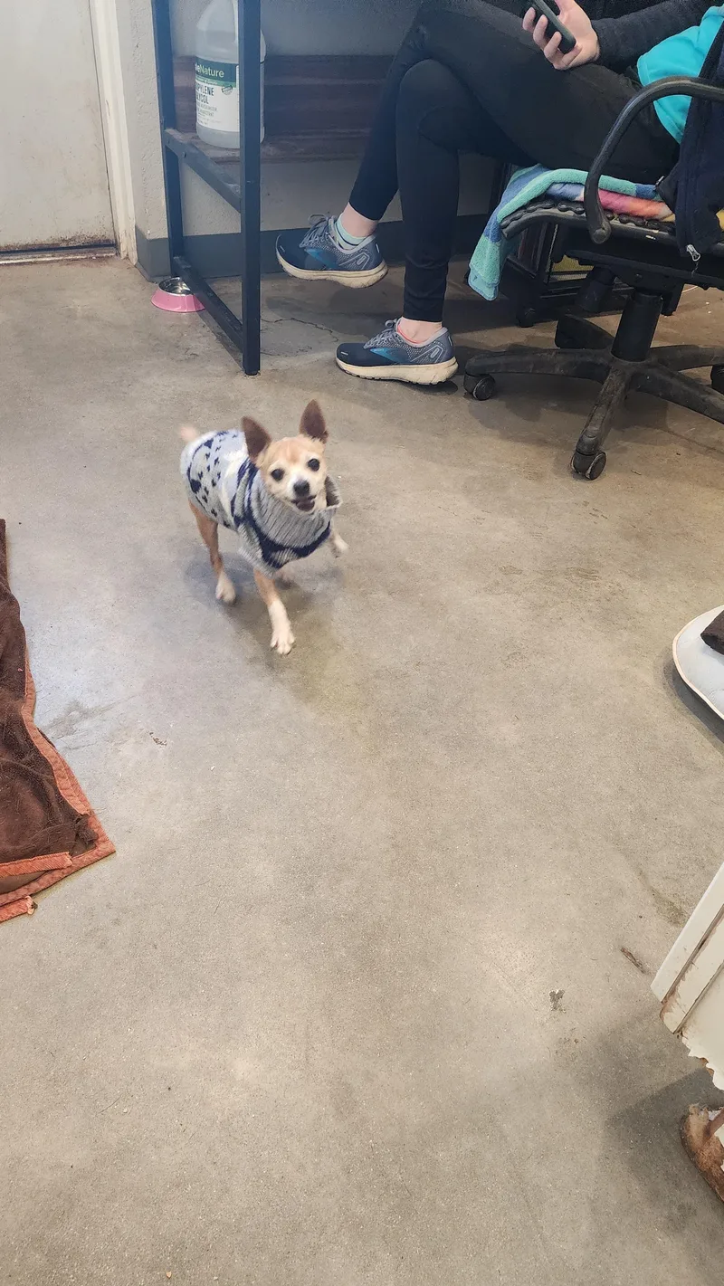 A senior small-sized female Apricot / Beige Chihuahua dog named Posy for adoption in Marble Falls, TX