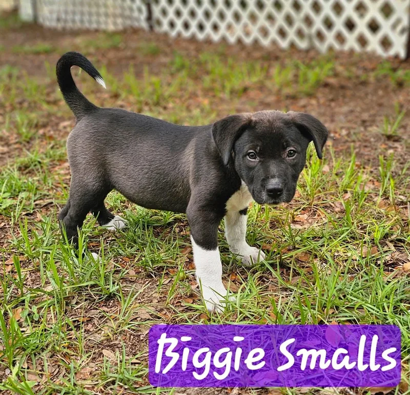 Biggie thumbnail 5
