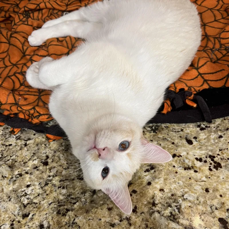 A young medium-sized male Siamese cat named Lover boy Flamepoint for adoption in Glendora, CA