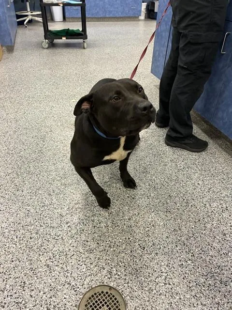 An adult medium-sized female Mixed Breed dog named Maya for adoption in Palmetto, FL