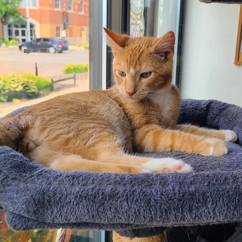 A baby medium-sized male Orange / Red Domestic Short Hair cat named Hutch for adoption in Springfield, IL