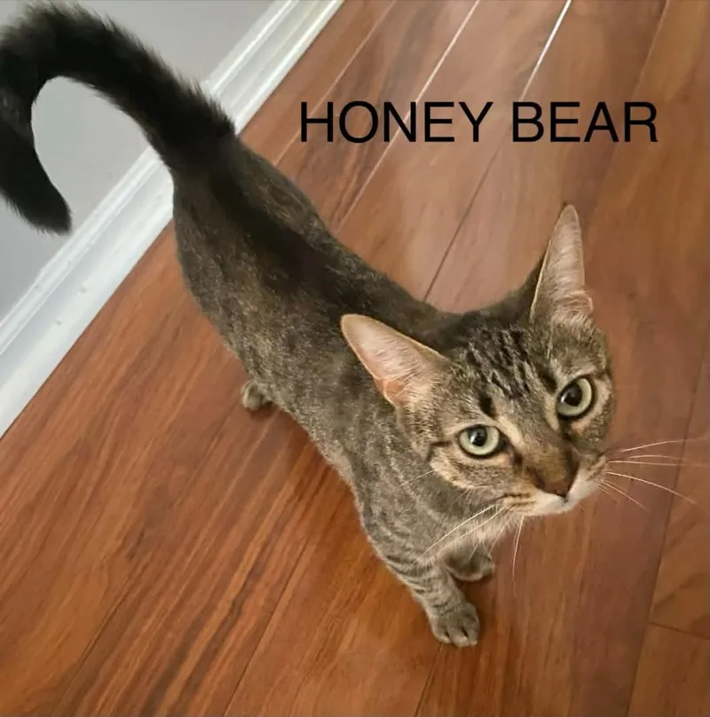 A baby medium-sized male Tabby (Brown / Chocolate) Tabby cat named Honey Bear for adoption in Wyandotte, MI