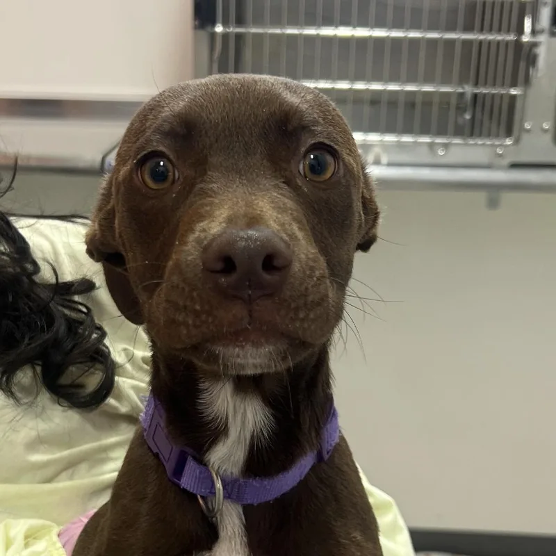 A young medium-sized female Brown / Chocolate Black Labrador Retriever dog named Casper for adoption in Austin, TX