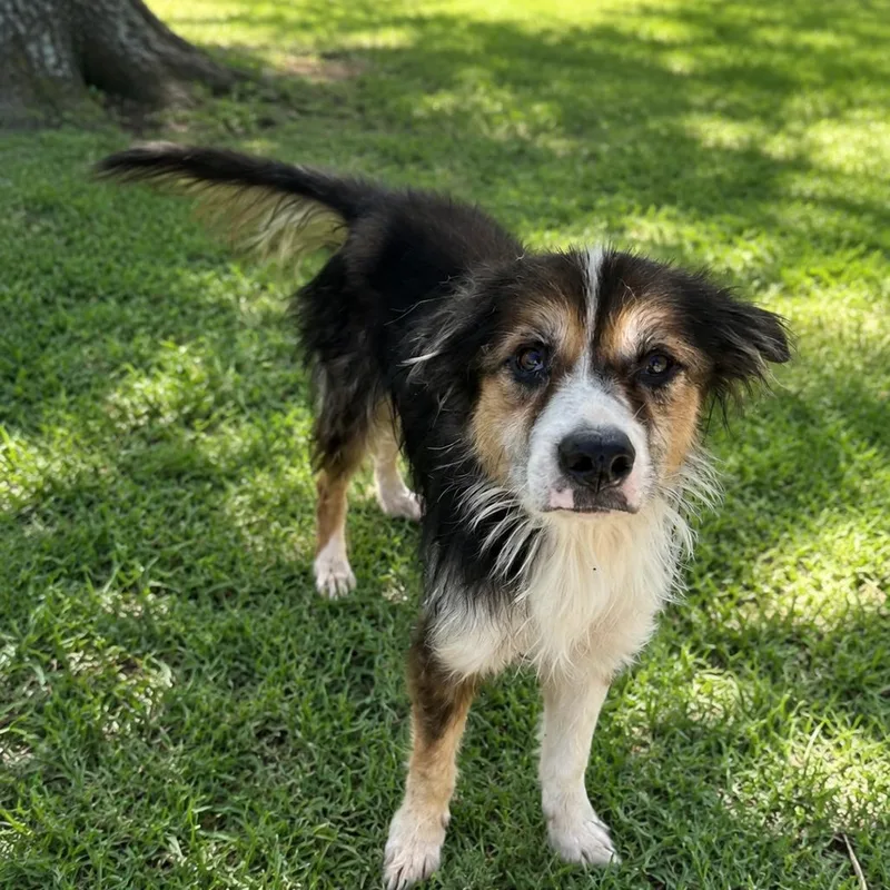 An adult medium-sized female Black Australian Shepherd dog named Whiskers for adoption in Smithfield, NC