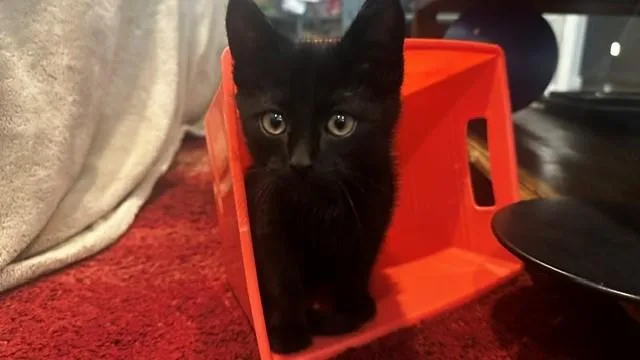 An adult small-sized male Domestic Medium Hair cat named Romeo for adoption in Burbank, CA