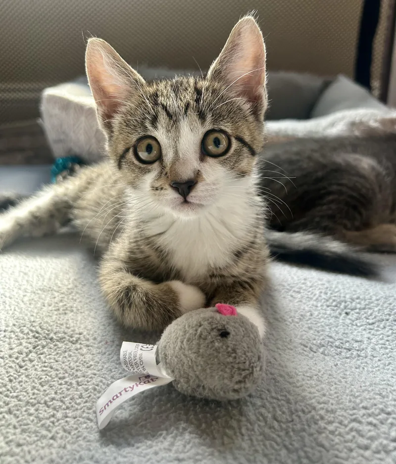 A baby medium-sized female Domestic Short Hair cat named Tootsie for adoption in Westfield, NJ