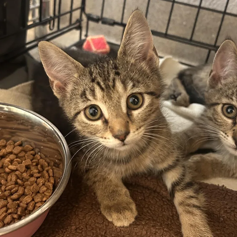 A baby small-sized female Brown / Chocolate Domestic Short Hair cat named Amazon for adoption in South Elgin, IL
