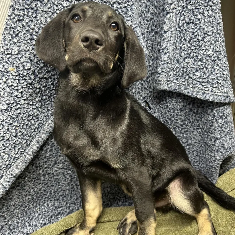 A baby medium-sized male Black Hound dog named Willard for adoption in Rocky Mount, VA