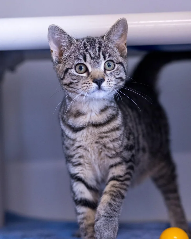 A baby medium-sized female Black & White / Tuxedo Domestic Short Hair cat named Ara for adoption in Bridgeport, CT