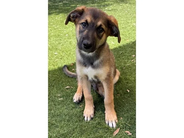 A young medium-sized male Golden Border Collie dog named Chaco for adoption in Tempe, AZ