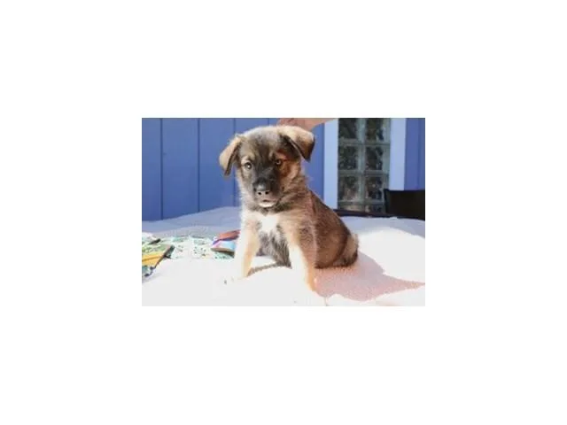 Chaco thumbnail 4