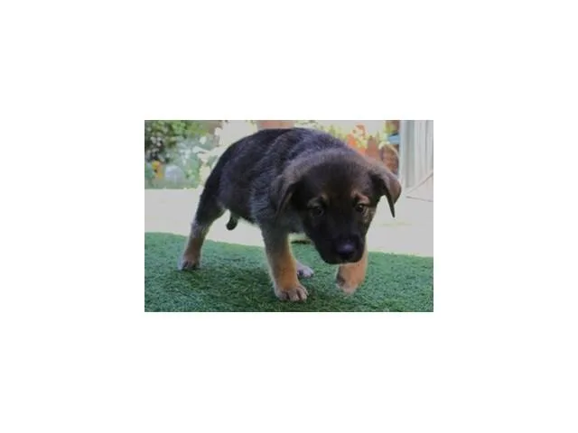 Chaco thumbnail 6