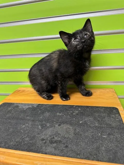 A baby small-sized female Domestic Short Hair cat named Merry for adoption in Saint Peters, MO